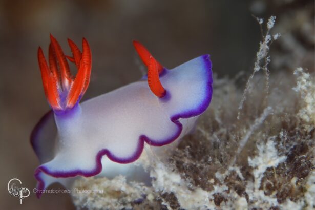 A close-up of a colorful nudibranch on the reef