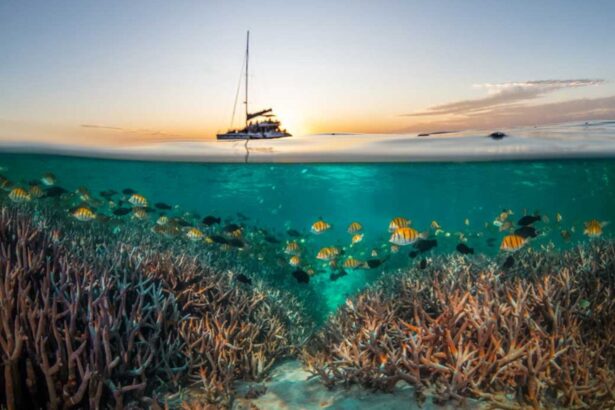 Split shot of the Shore Thing catamaran at sunset above a reef teeming with fish