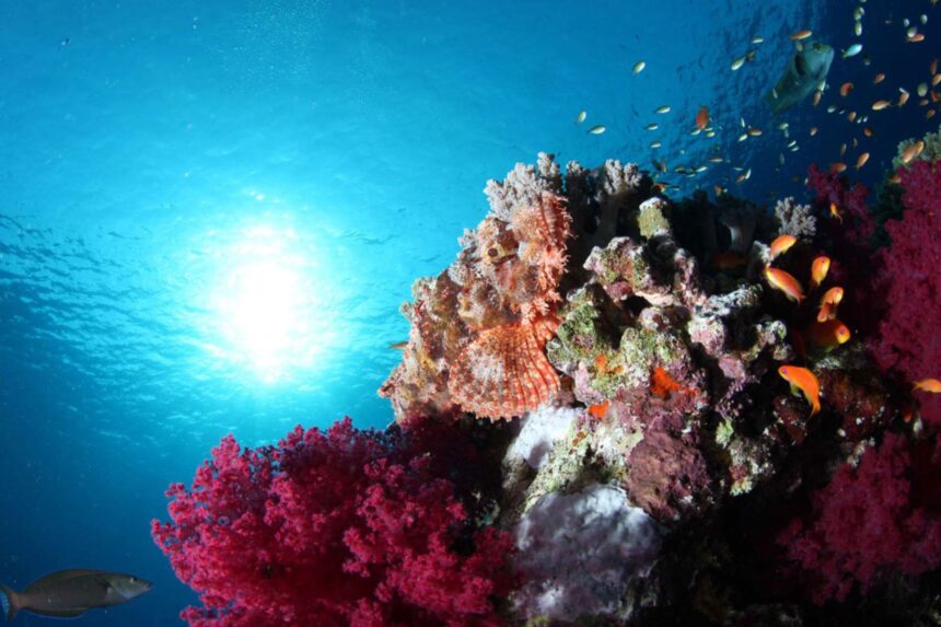 Scorpionfish camouflaged among soft corals with the sun glowing overhead
