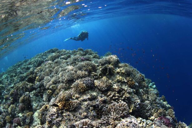 Diver swimming near the surface above a hard coral reef