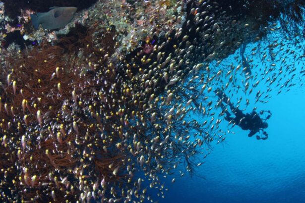 Diver silhouetted beneath a school of reef fish over a coral wall in the Red Sea