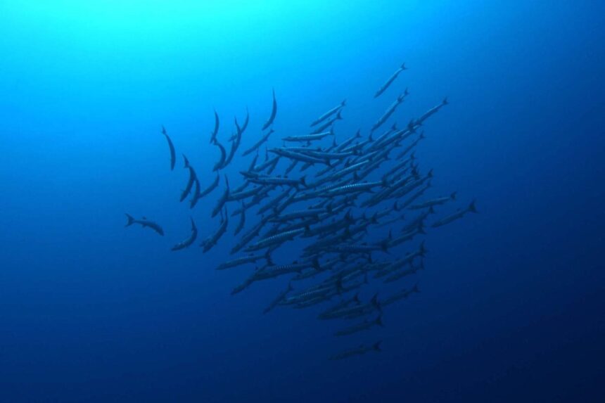A dense school of barracuda swirling together in open blue water