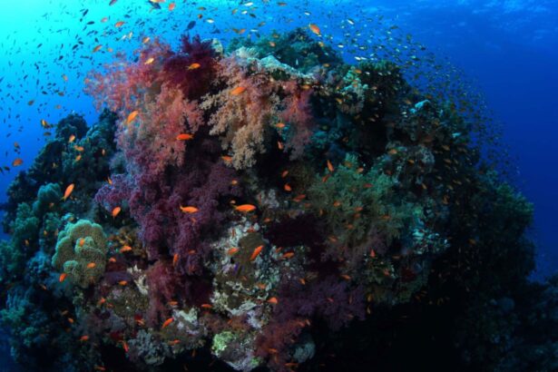 Colorful coral bommie teeming with anthias in the Red Sea