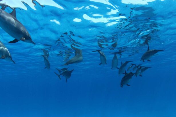 Pod of dolphins swimming just beneath the surface