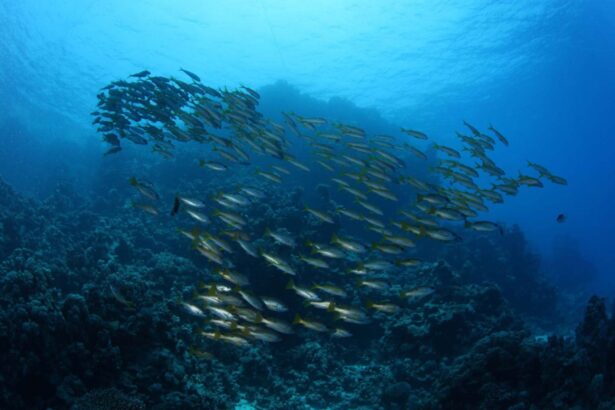 School of goatfish swimming over a Red Sea reef