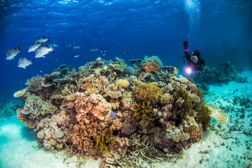 Diver exploring a coral bommie with a turtle and reef fish nearby