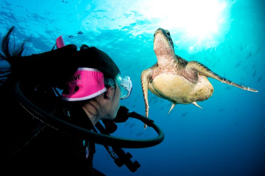 Diver face to face with a green sea turtle