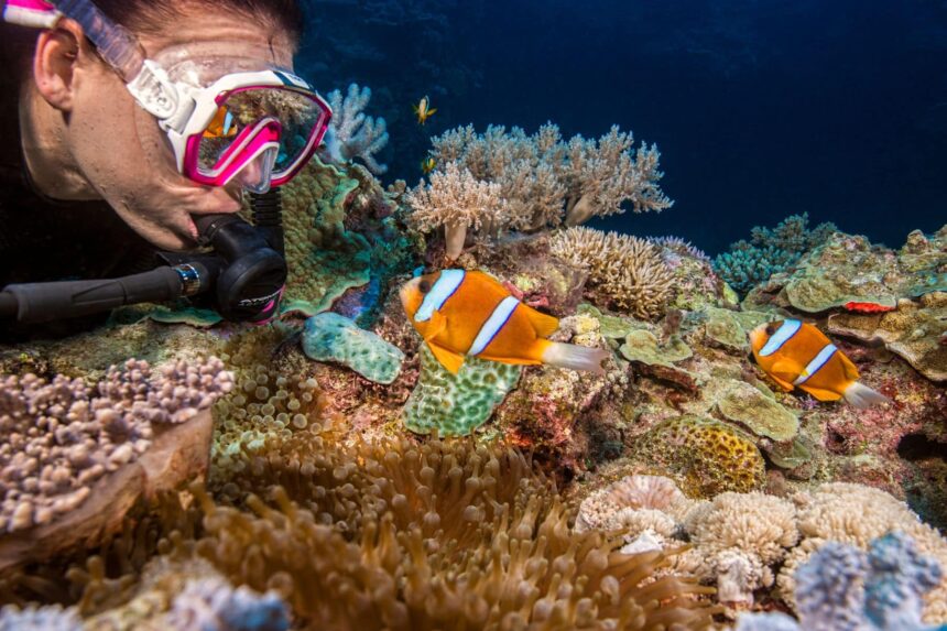 Diver photographing clownfish among anemones on the reef