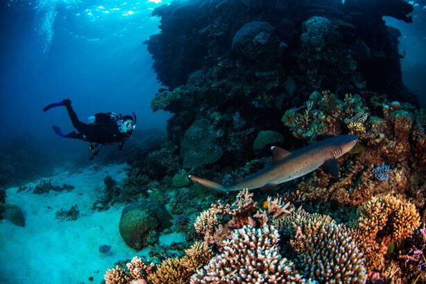Diver swimming alongside a whitetip reef shark near coral