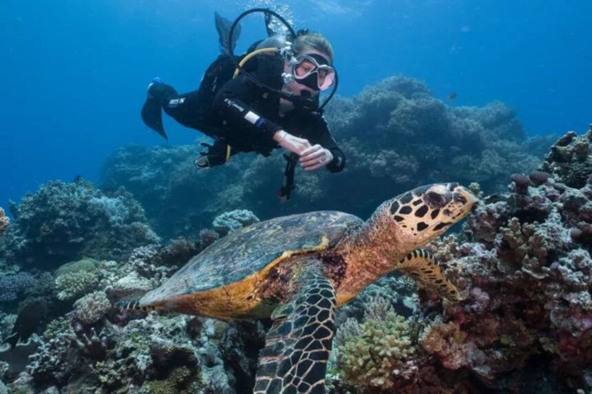 A diver approaching a hawksbill turtle resting on a coral reef