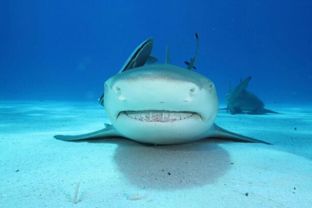 A lemon shark swimming close to the camera over a sandy seabed