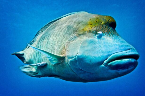 Close-up of a Napoleon wrasse swimming in open blue water