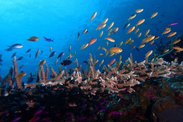A school of tropical fish swimming above staghorn coral on a reef