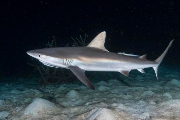A grey reef shark swimming over a rocky seabed at night