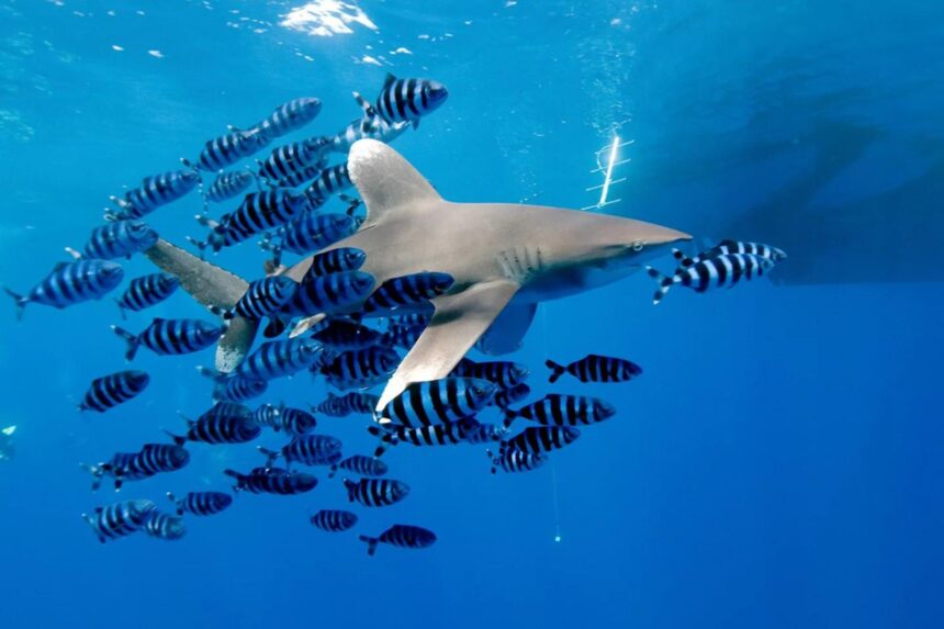 A school of black and white striped fish circling a shark near the surface