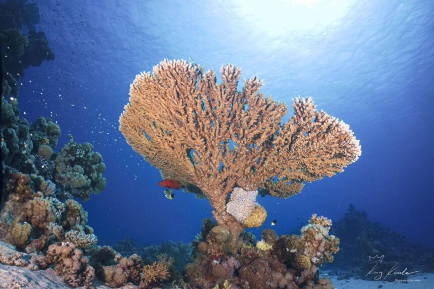 A branching coral formation with reef fish swimming around it in blue water