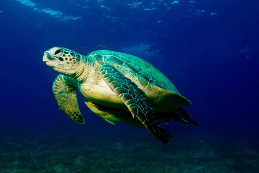 A green sea turtle swimming through open blue water