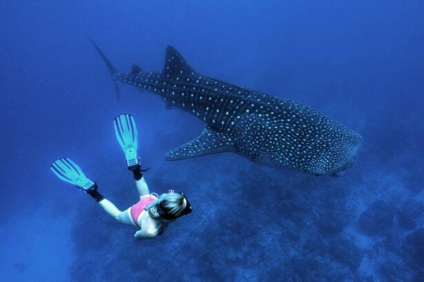 Snorkeler in fins swimming alongside a large spotted whale shark