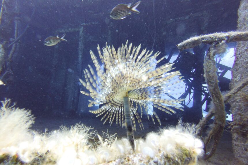 Feather Duster Worm Inside A Wreck Feather duster worm fanned open inside a wreck with two small fish passing above