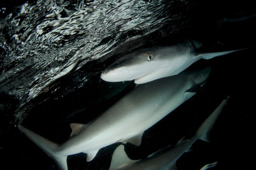 Whitetip reef sharks resting under a rock ledge lit by a diver's torch at night