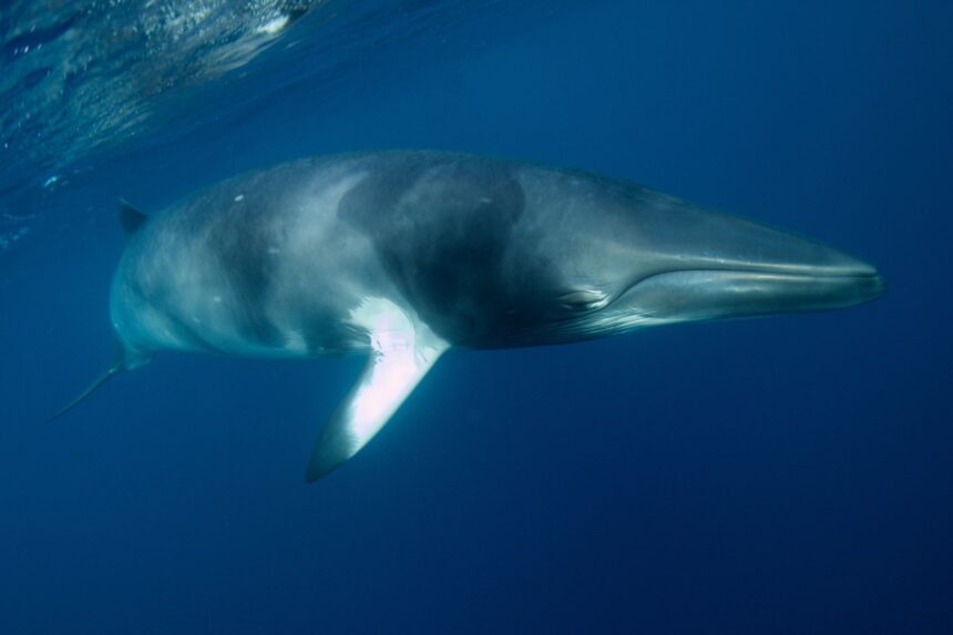 Dwarf minke whale gliding just beneath the surface