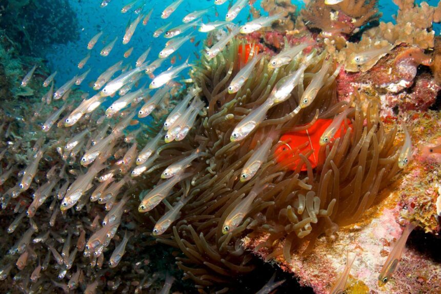 School of glassy sweepers and an anemonefish sheltering in an anemone on the reef