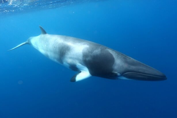 Dwarf minke whale swimming near the surface in blue water