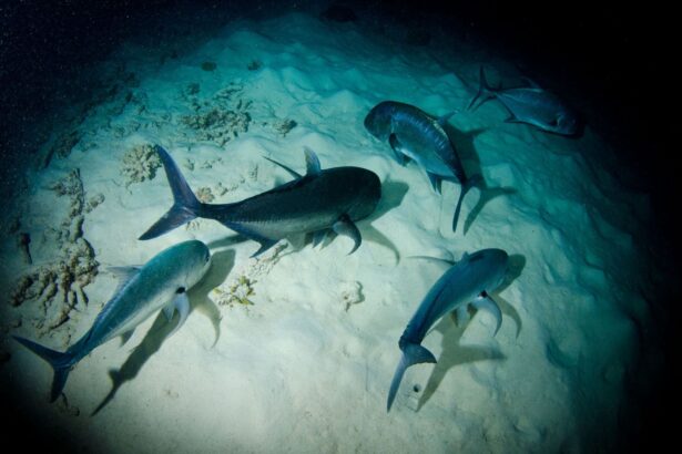 Trevallies and jacks hunting over sand on a night dive