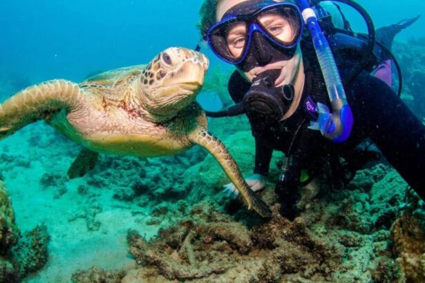 Diver getting close to a green sea turtle on the Great Barrier Reef