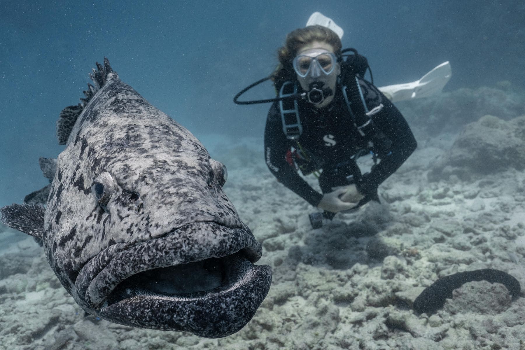 Diver hovering beside a giant potato cod on the reef