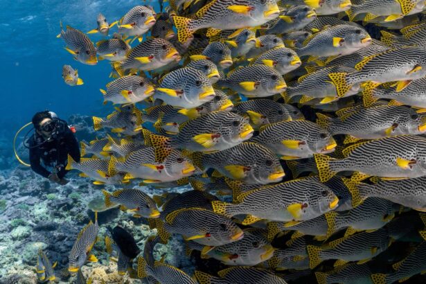 Diver approaching a dense school of sweetlips and butterflyfish on the reef