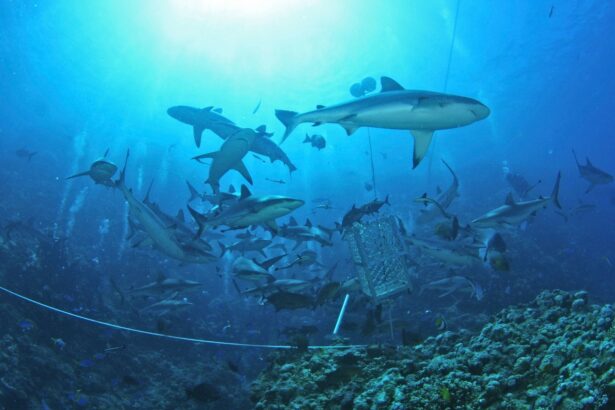 Grey reef sharks circling a bait crate during a shark dive