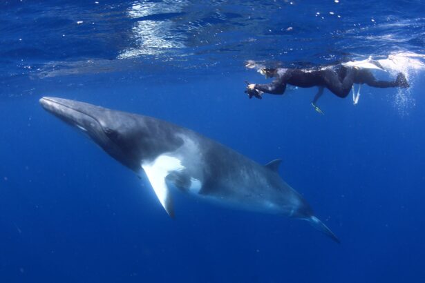 Two snorkelers swimming alongside a dwarf minke whale near the surface