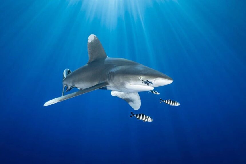 Oceanic whitetip shark swimming with pilot fish in open water