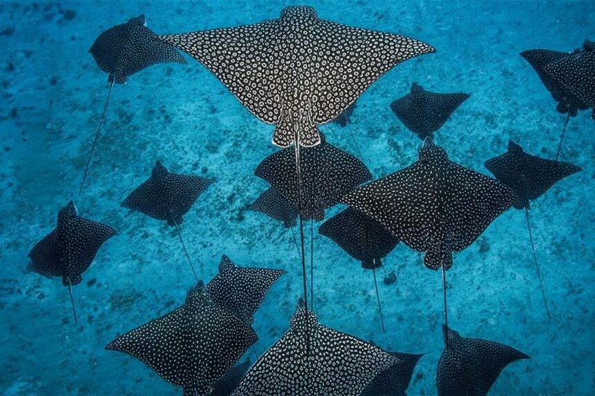 Group of spotted eagle rays gliding together over the seafloor