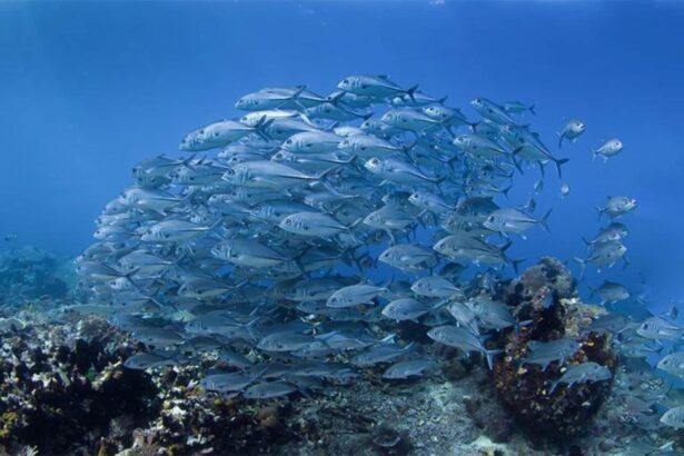 Large school of jack fish schooling above a coral reef
