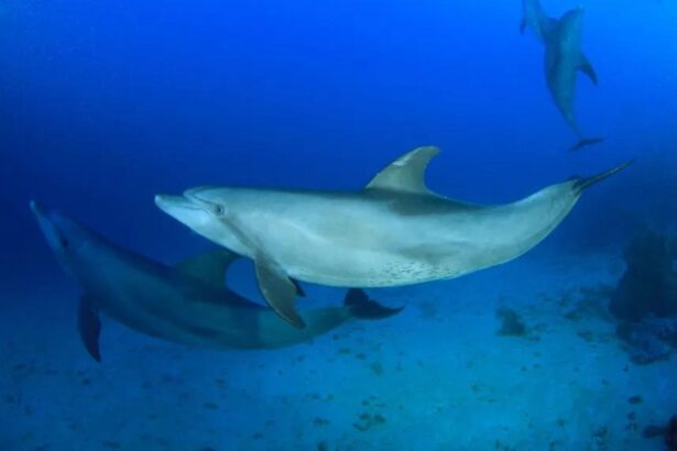 Pod of dolphins swimming together over a sandy seabed