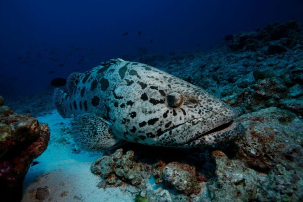Large potato grouper resting camouflaged on a coral reef
