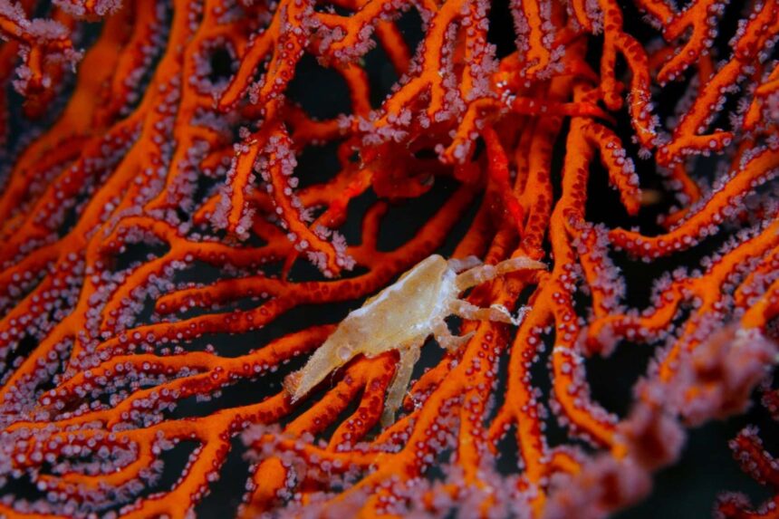 Small crab camouflaged among the branches of red soft coral