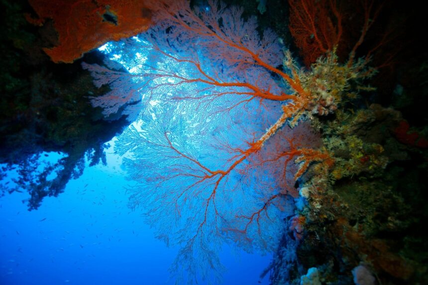 Large sea fan coral viewed from below against sunlit blue water