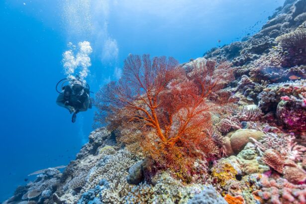 Diver exploring a reef wall beside a large sea fan coral