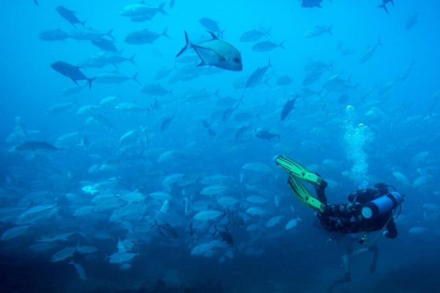 Scuba diver swimming beside a dense school of trevally