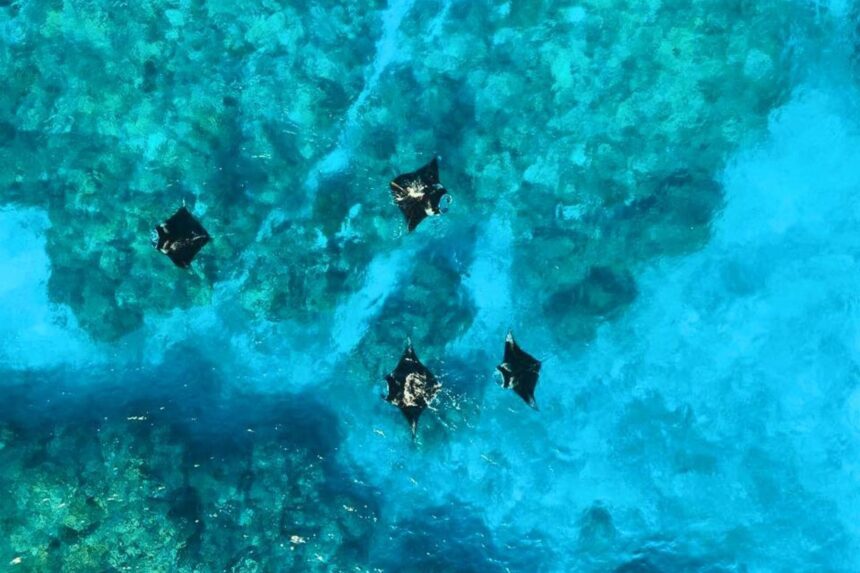 Aerial view of manta rays swimming in shallow turquoise water