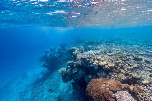 Sunlit coral reef seen from just below the surface