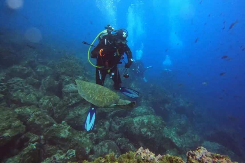 Diver swimming alongside a sea turtle