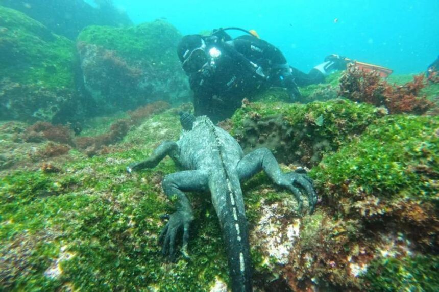 Diver approaching a marine iguana resting on rocks near the Galaxy Diver II