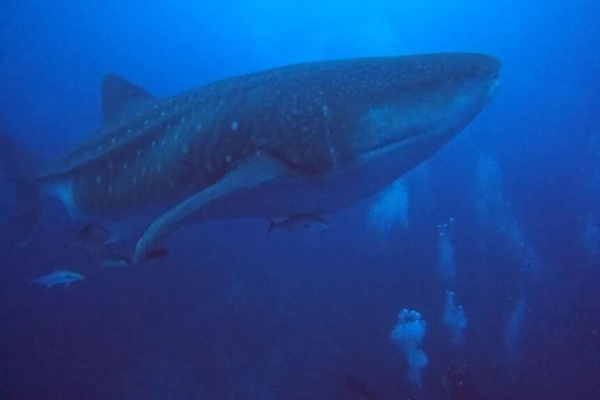 Whale shark cruising through open water
