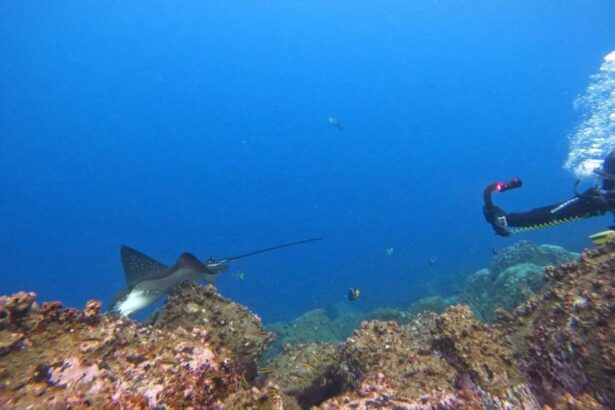 Diver watching a spotted eagle ray glide over the reef
