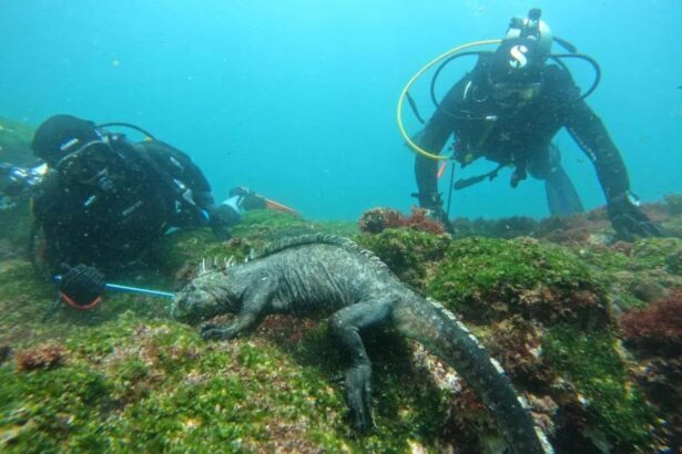 Two divers observing a marine iguana on the reef