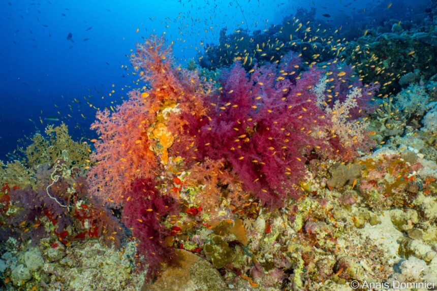 Vivid soft coral colony teeming with reef fish in the Red Sea